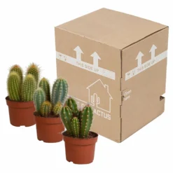 Cactus, Box De 3 Plantes - H15cm, ø10,5cm - Plantes D'intérieur -Karcher Soldes d459fa507b1fa377