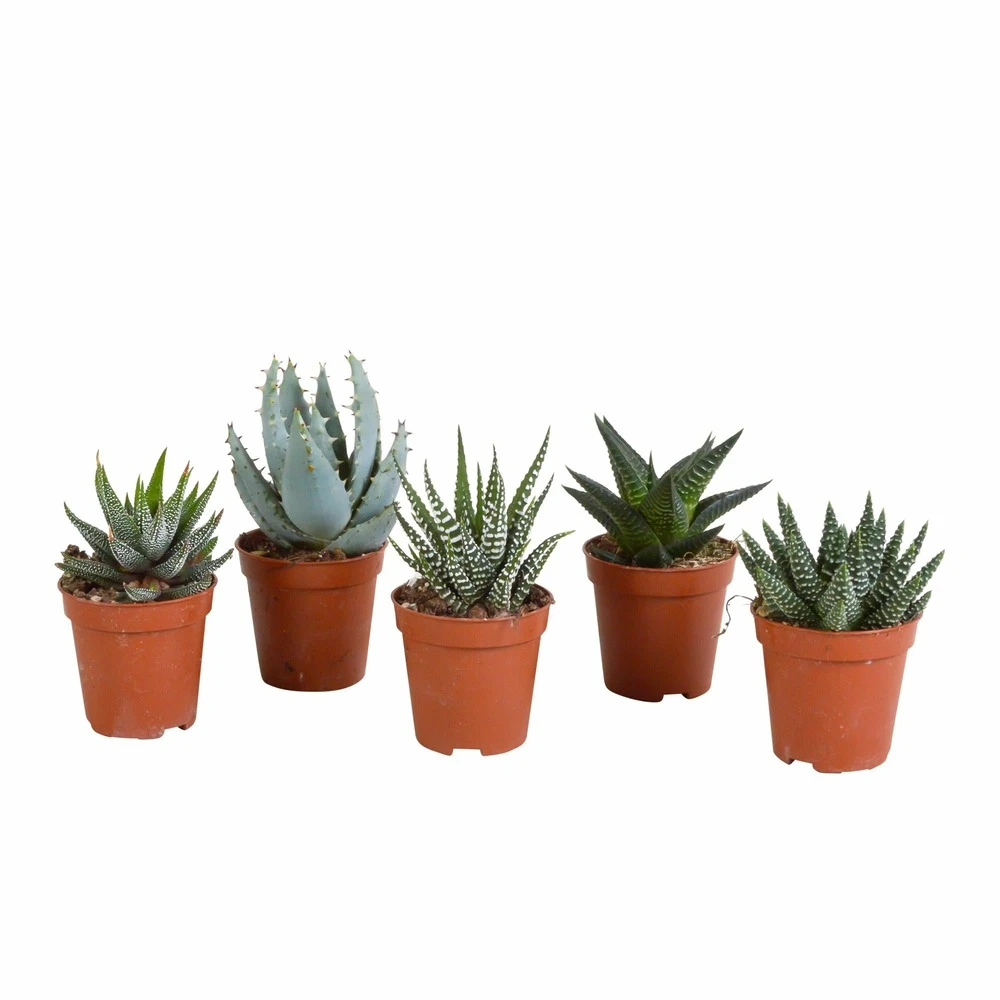 Gasteria, Haworthia, Box De 5 Plantes - H12cm, ø5,5cm - Plantes D'intérieur 1 Gasteria, Haworthia, Box De 5 Plantes - H12cm, ø5,5cm - Plantes D'intérieur