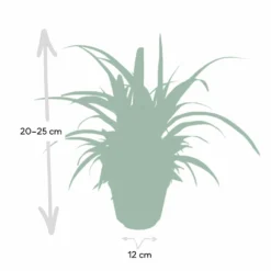 Chlorophytum - H25cm, ø12cm - Plante D'intérieur -Karcher Soldes d954fc84ca9bd2b7
