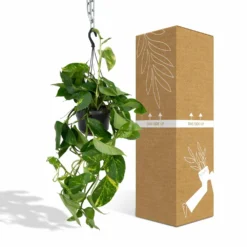 Epipremnum Aureum Scindapsus - H25cm, ø15cm - Plante D'intérieur Tombante -Karcher Soldes db9b20f124efbe7d