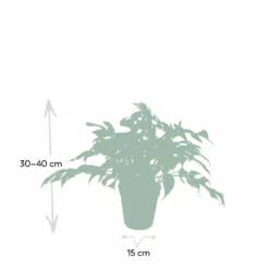 Monstera Minima - H25cm, ø15cm - Plante D'intérieur -Karcher Soldes e0cdad191f93fb5b