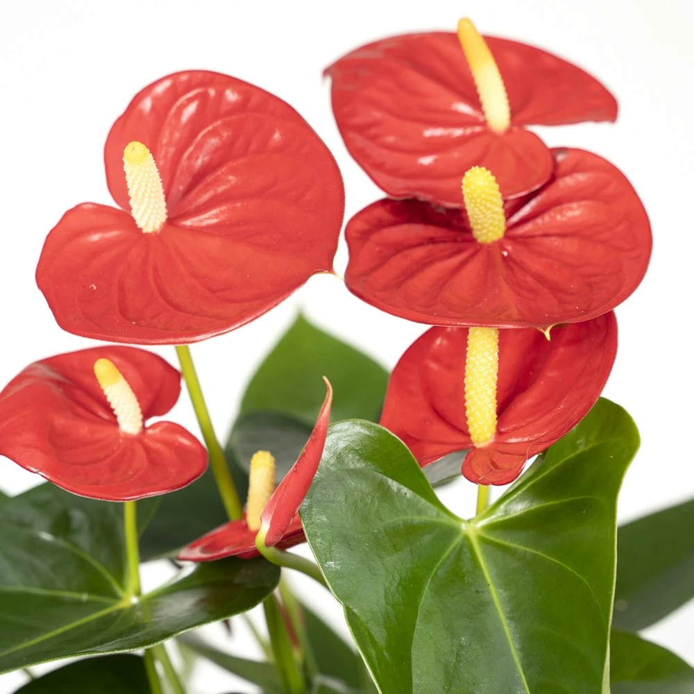 Anthurium Rouge - H40cm, ø12cm - Plante D'intérieur 3 Anthurium Rouge - H40cm, ø12cm - Plante D'intérieur – Image 3