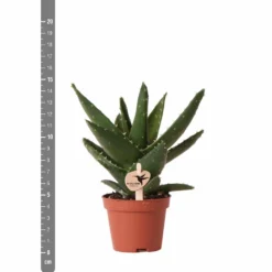 Aloe Brevifolia - H14cm, ø6cm - Plante D'intérieur Facile D'entretien -Karcher Soldes e4866a2fa84e2daf