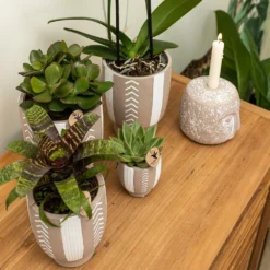 Echeveria Miranda - H13cm, ø9cm - Plante D'intérieur 7 Echeveria Miranda - H13cm, ø9cm - Plante D'intérieur -Karcher Soldes e48b09644112b9bd