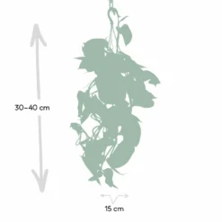 Epipremnum Aureum Scindapsus - H25cm, ø15cm - Plante D'intérieur Tombante -Karcher Soldes eb0c820c9f03c051