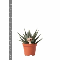Haworthia - H11cm, ø6cm - Plante D'intérieur 8 Haworthia - H11cm, ø6cm - Plante D'intérieur -Karcher Soldes eb6d65895f5d6334