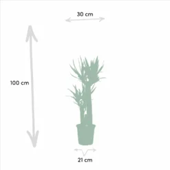 Yucca X3 - Grandes Plantes D'intérieur -Karcher Soldes f0602f8bf1fb9d9b