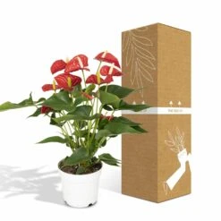 Anthurium Rouge - H55cm, ø17cm - Plante D'intérieur -Karcher Soldes f142fbabc9731d72