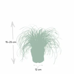 Herbe à Chat - H20cm, ø12cm - Plante D'intérieur -Karcher Soldes f3d68845697a0a0e