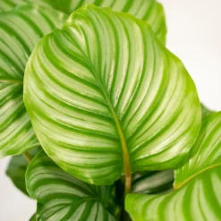 Calathea Makoyana, Calathea Orbifolia, Duo De Plantes - Plantes D'intérieur -Karcher Soldes f407112b06a3cba6