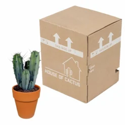 Myrtillocactus Et Son Cache-pot En Terracotta - H40cm, ø17cm - Plante D'intérieur -Karcher Soldes f9dc4db908057f89
